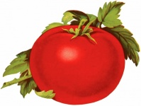 Tomato Vegetable Vintage Old