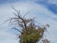 Top Of Eucalyptus Tree Against Sky