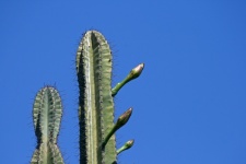 Tops Of Queen Of The Night Cactus