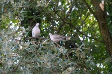 Doves In The Branches