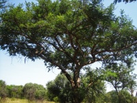 Tree In A Scene With Bush