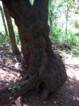 Trunk Of A Large Tree With Burls