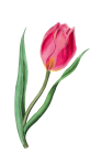 Tulip Pink Vintage Art