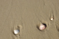 Turned Up Shells On Beach