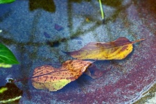 Two Autumn Leaves Under Water