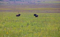 Two Black Wildebeest In Green Grass