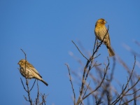 Two Finches
