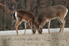 Two White-tail Deer Grazing