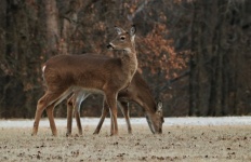 Two White-tail Deer In Winter