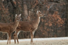 Two White-tail Doe In Winter