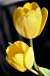 Two Yellow Tulips On Black