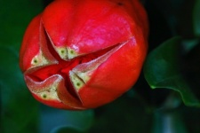 Unopened Pomegranate Flower Bud