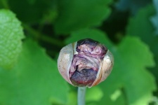 Unopened Poppy Flower Bud