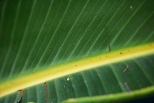 Veining On Large Leaf Of Strelitzia