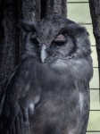 Verreaux&039;s Eagle Owl