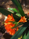 View Of A Cluster Of Orange Clivia