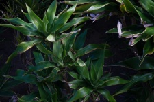 View Of Green Subtropical Foliage