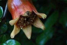 View Of Pomegranate Flower Calyx