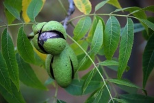 View Of Ripe Pecan Nut Inside Husk