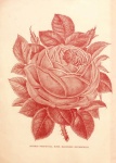Vintage Rose Old Illustration