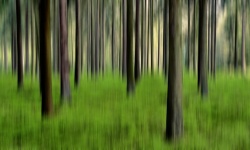 Forest Trees Motion Photography