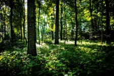 Forest Trees Green Landscape