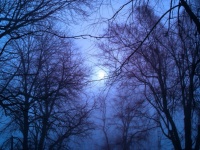 Forest Trees Moon Night