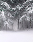 Forest Winter Snow Landscape