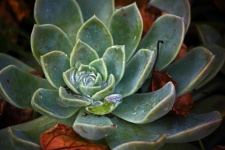 Water Droplets On An Echeveria