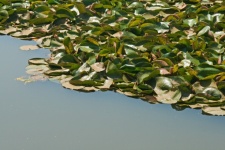Waterlily Leaves On Pond Surface