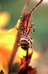 Wasp Spider Macro Photo