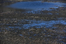 Wetland Mushy Water