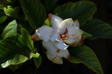 White Gardenia Flower