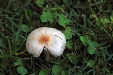 White Mushroom With Incomplete Cap