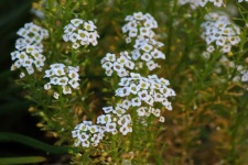 White Sweet Allysum Flower Heads