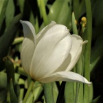 White Tulip Bloom Close-up
