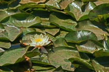 White Water Lily And Large Leaves