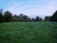 Meadow Field Trees Landscape
