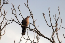 Wild Ring-necked Dove Perching