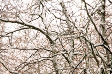Winter Tree Branches Snow