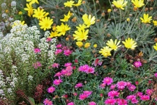 Yellow And Pink Daisies