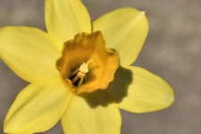 Yellow Daffodil Macro