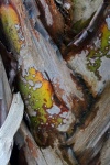 Yellow Discolouration On Stems