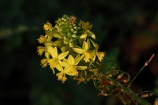Yellow Flowers On Bulbinella