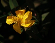 Yellow Hypericum Flower In Shade