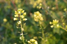 Yellow Mustard Plants In Israel