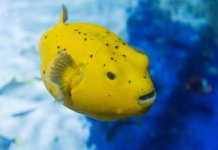 Yellow Puffer Fish