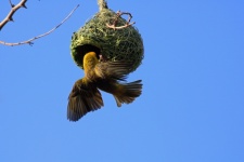 Yellow Southern Masked Weaver Bird