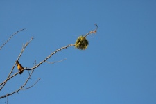 Yellow Southern Masked Weaver Male