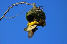 Yellow Southern Masked Weaver